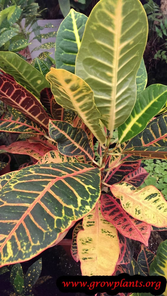 Codiaeum variegatum palnt care