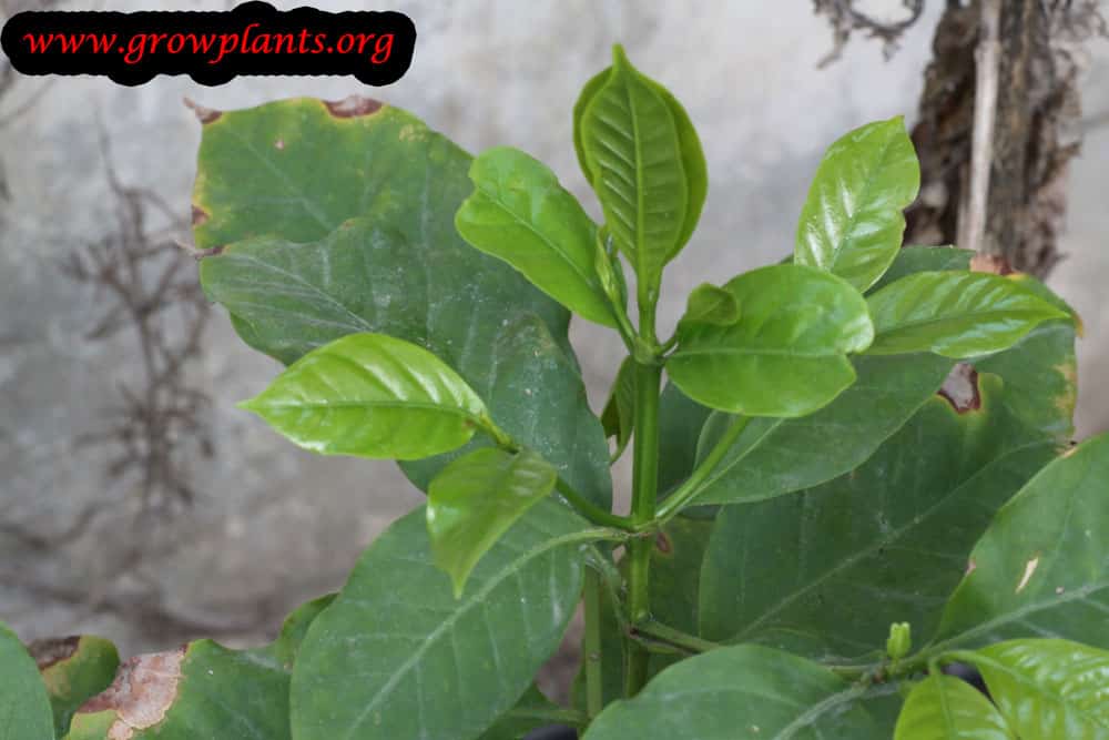 Growing Coffee plant