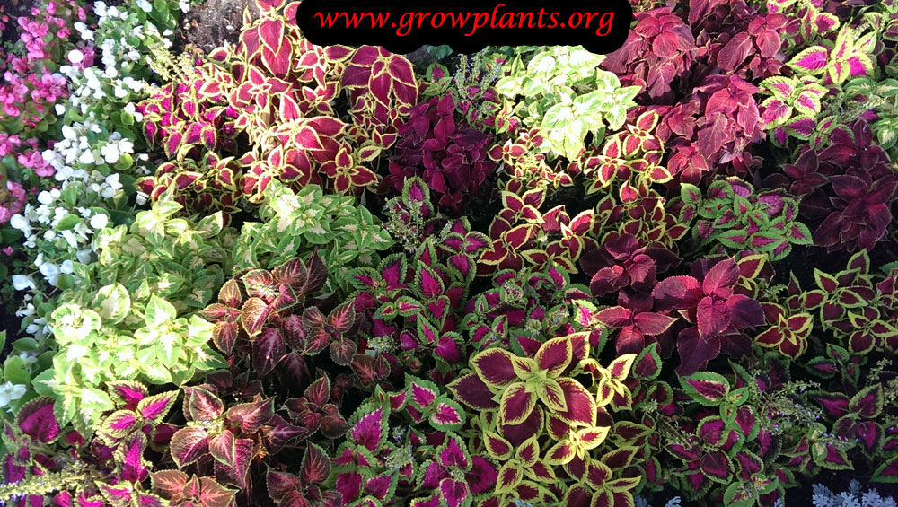 Coleus