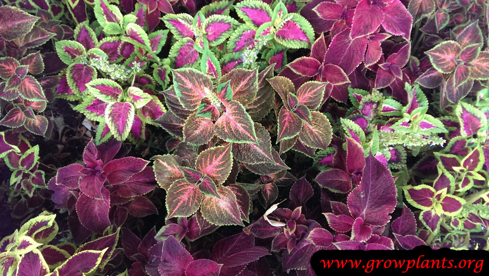 Coleus plant