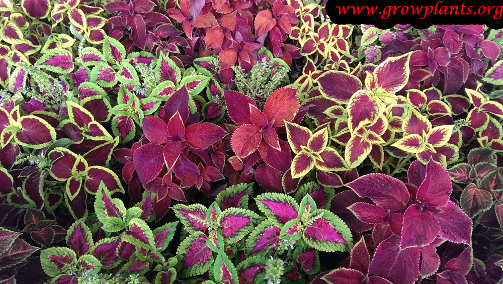 Growing Coleus plant