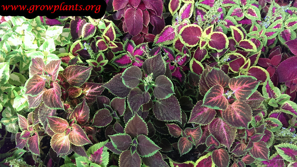 Coleus plant care