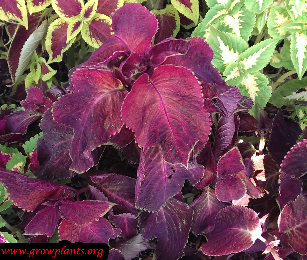 Coleus plant purple leaves