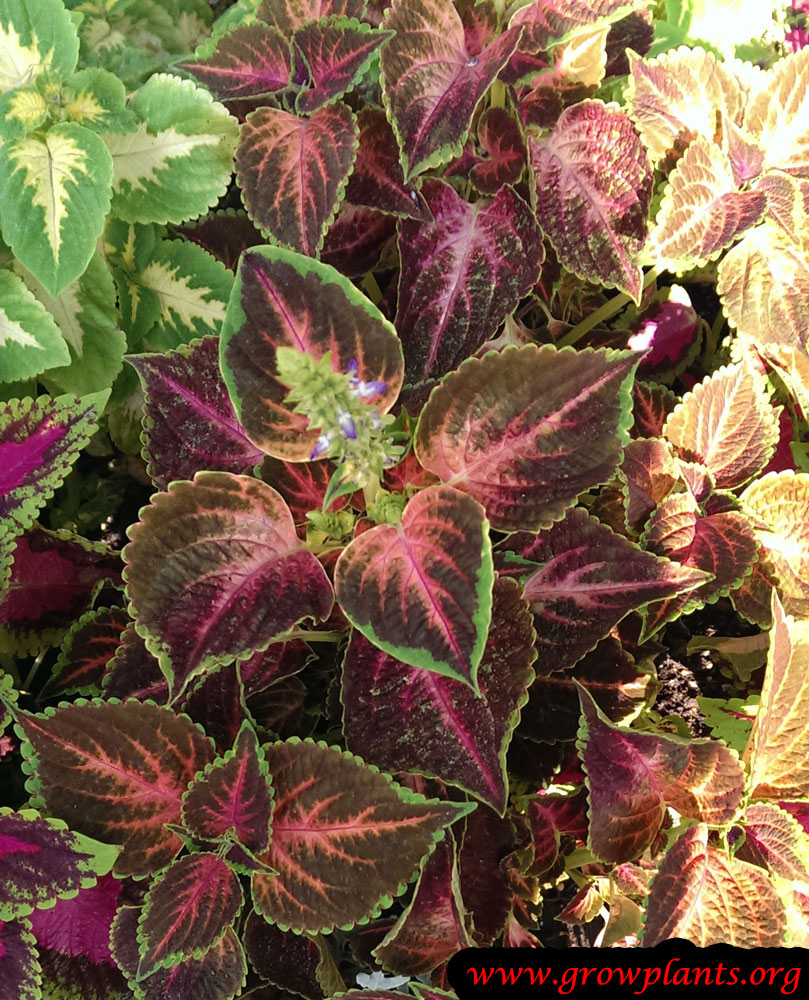 Coleus plant grow and care