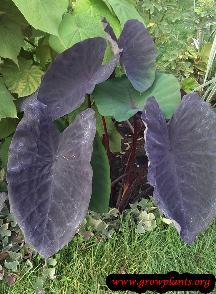 Growing Colocasia black magic