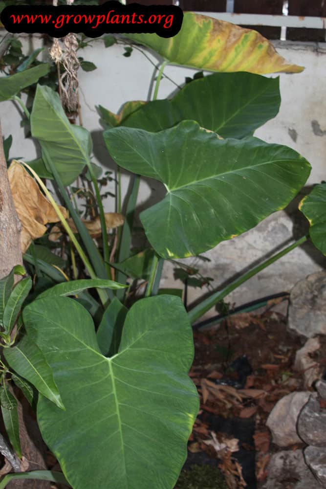 Colocasia esculenta