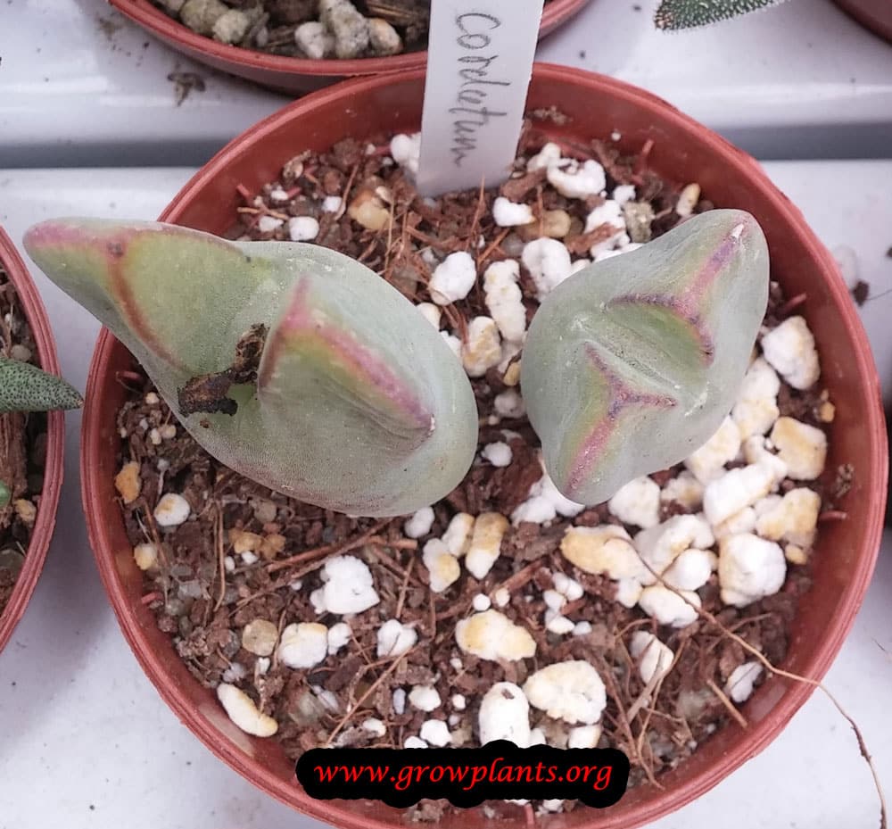 Conophytum