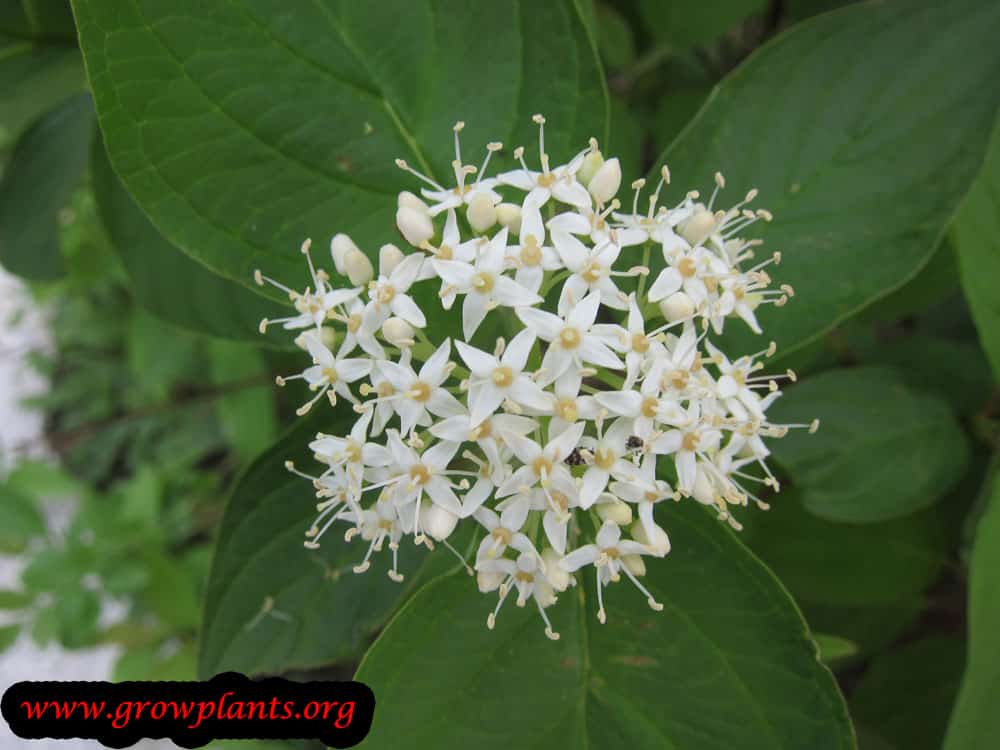 Cornus alba flowers