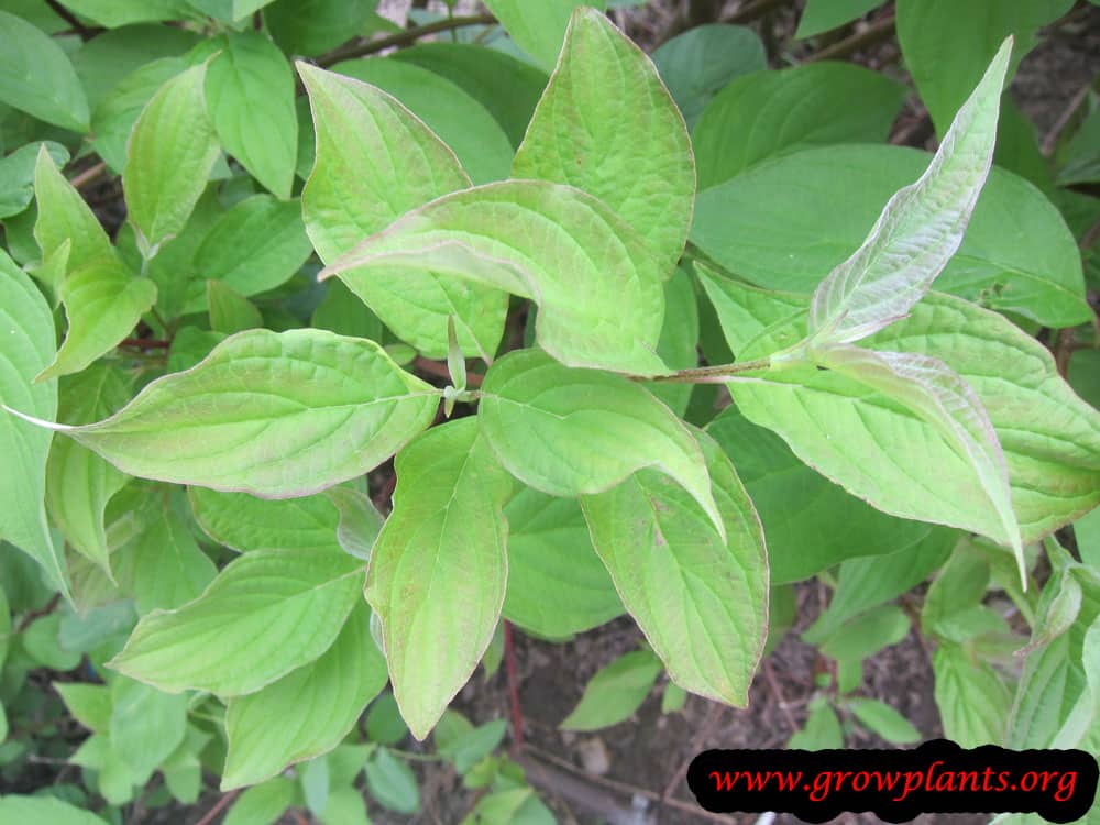 Growing Cornus alba