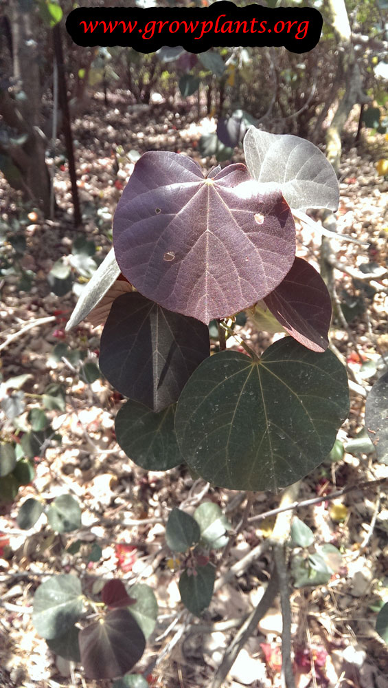 Growing Cottonwood hibiscus