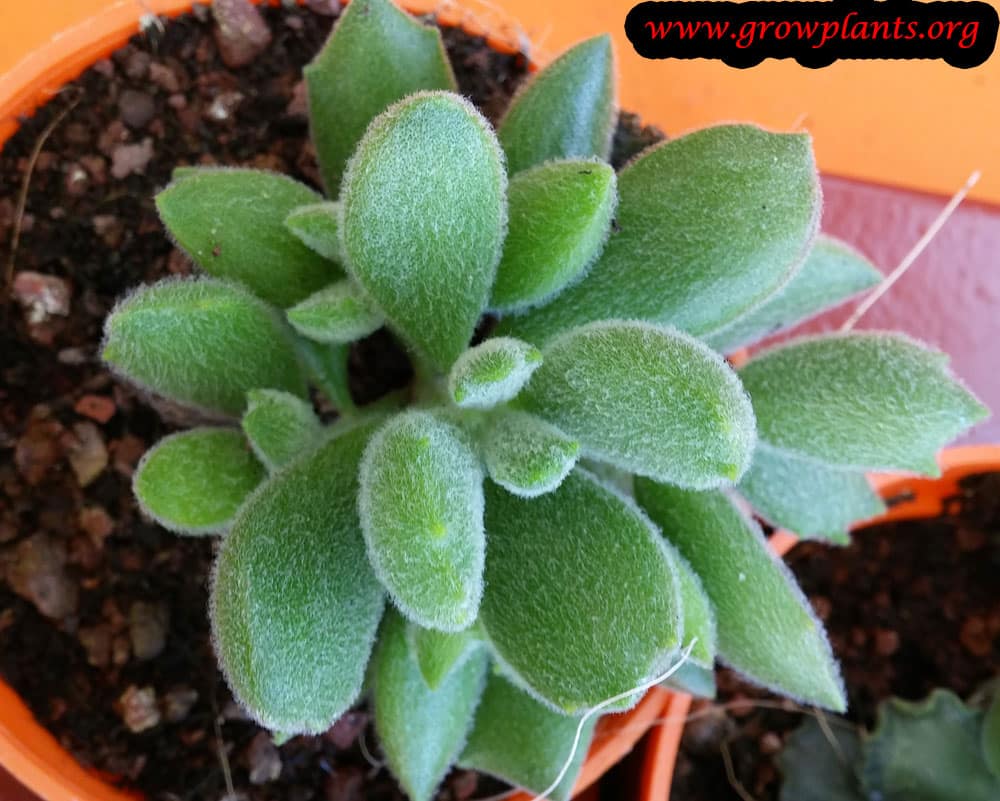 Cotyledon tomentosa