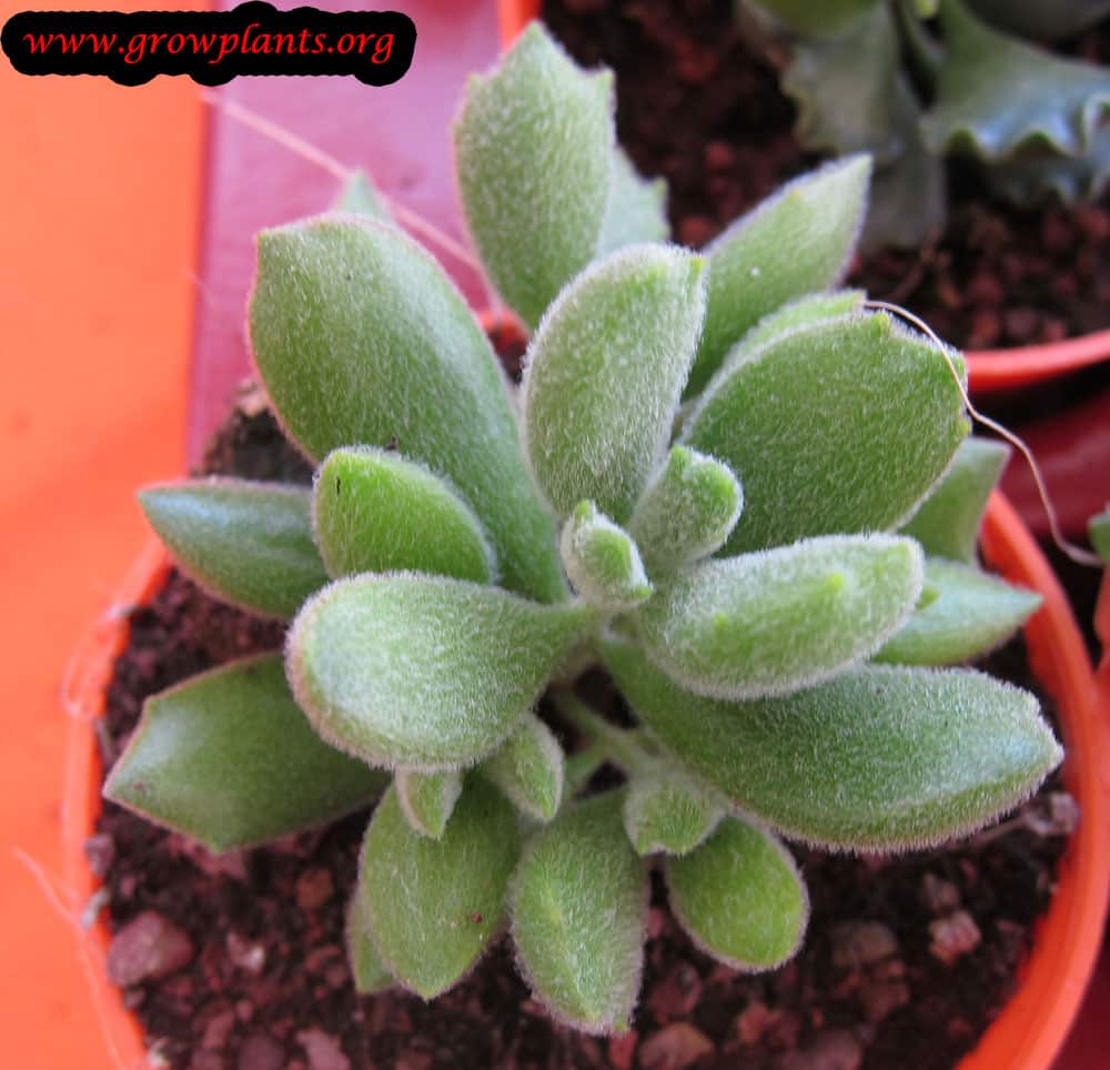 Growing Cotyledon tomentosa plant