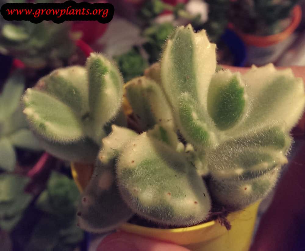 Cotyledon tomentosa leaves