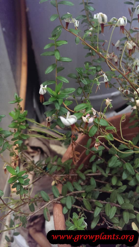 Cranberry flowers