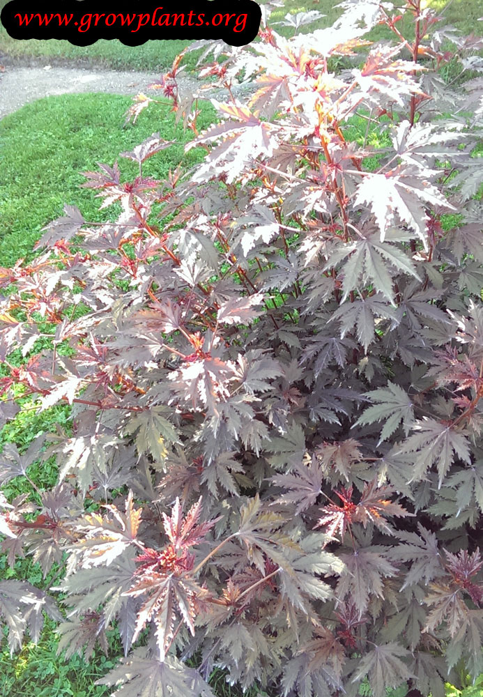 Cranberry hibiscus