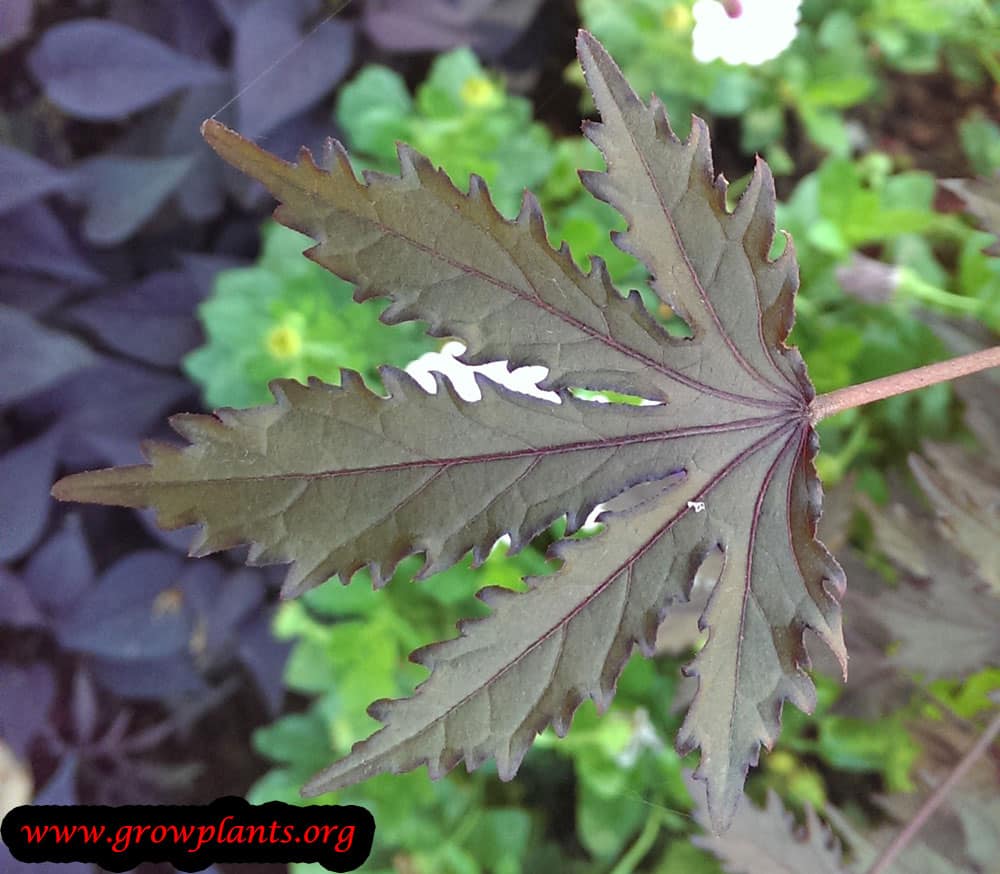 Cranberry hibiscus leaves