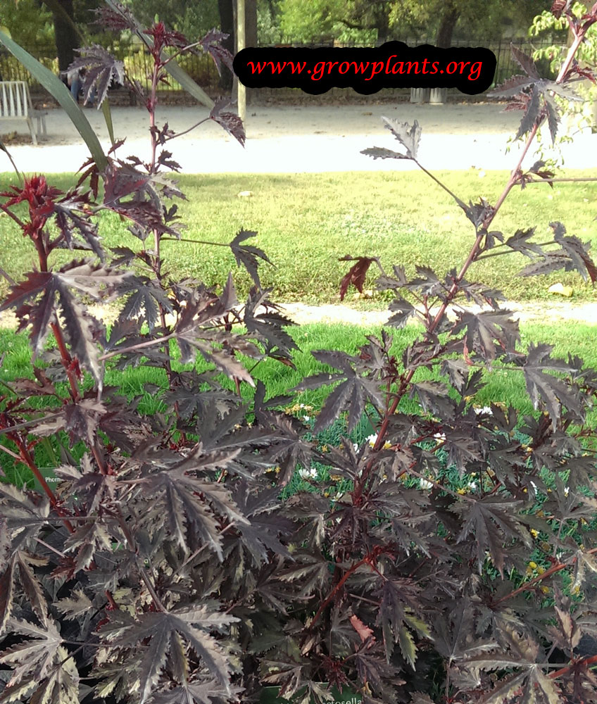 Harvest Cranberry hibiscus