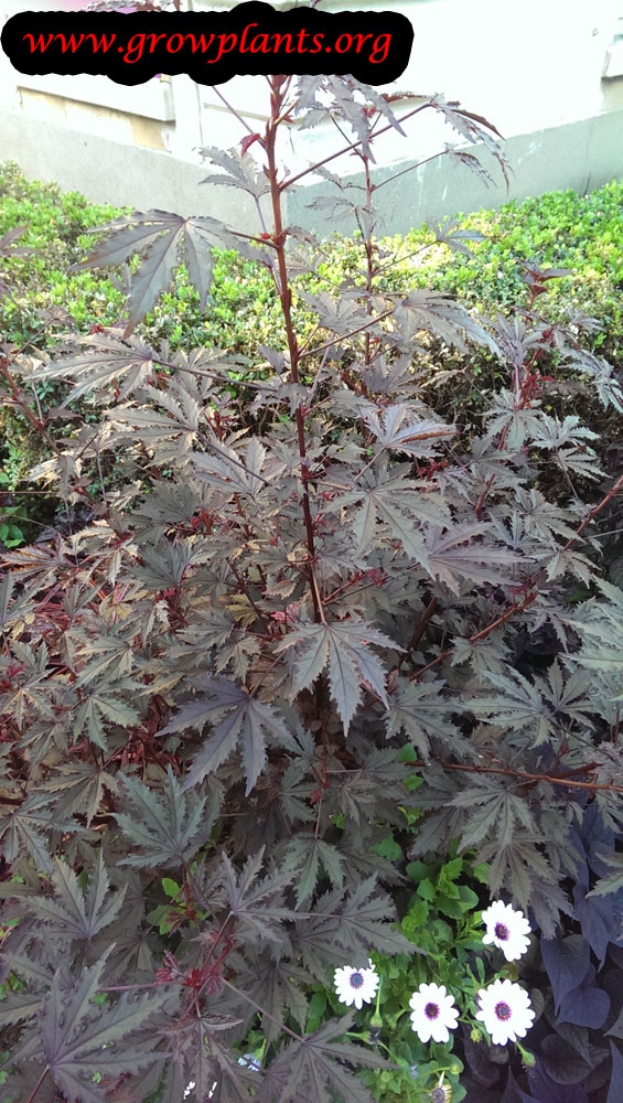 Cranberry hibiscus plant