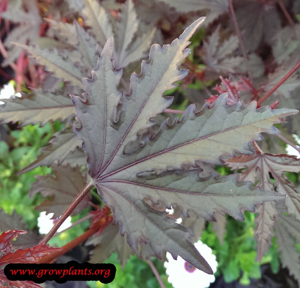 Cranberry hibiscus purple leaves