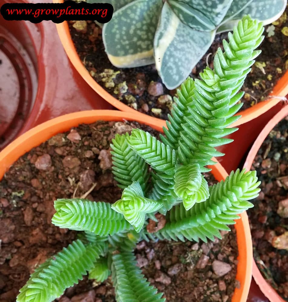 Crassula pyramidalis