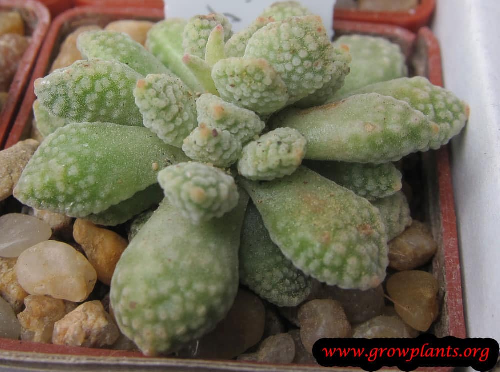 Crassula titanopsis