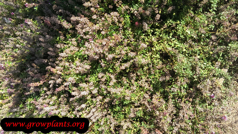 Creeping thyme