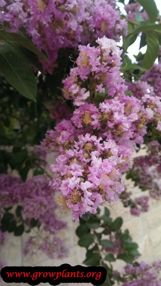 Crepe myrtle tree