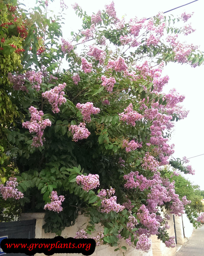 Crepe myrtle tree care