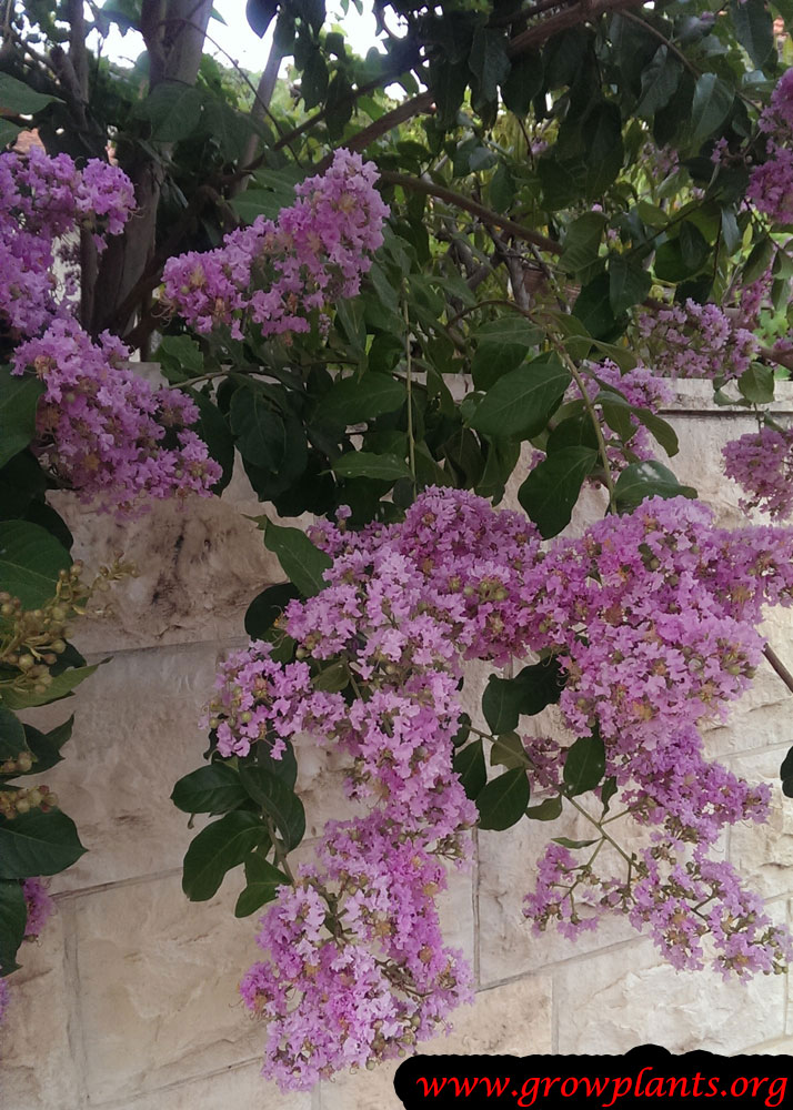 Growing Crepe myrtle tree