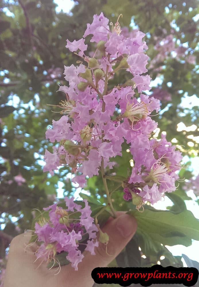 Lagerstroemia