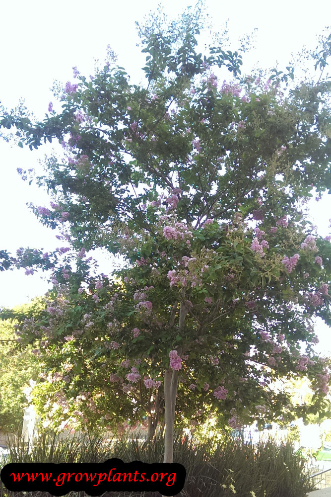 Growing Lagerstroemia tree