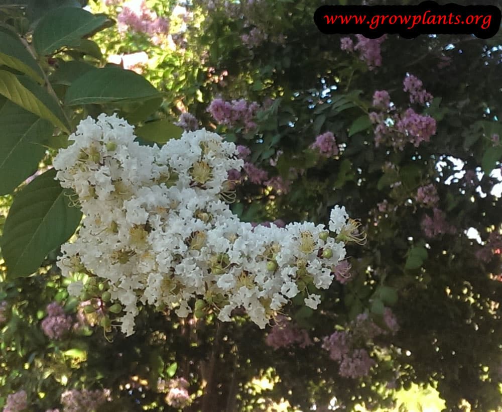 Lagerstroemia tree flowers