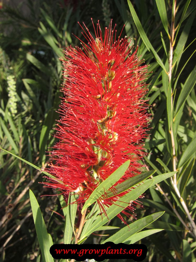 Crimson bottlebrush