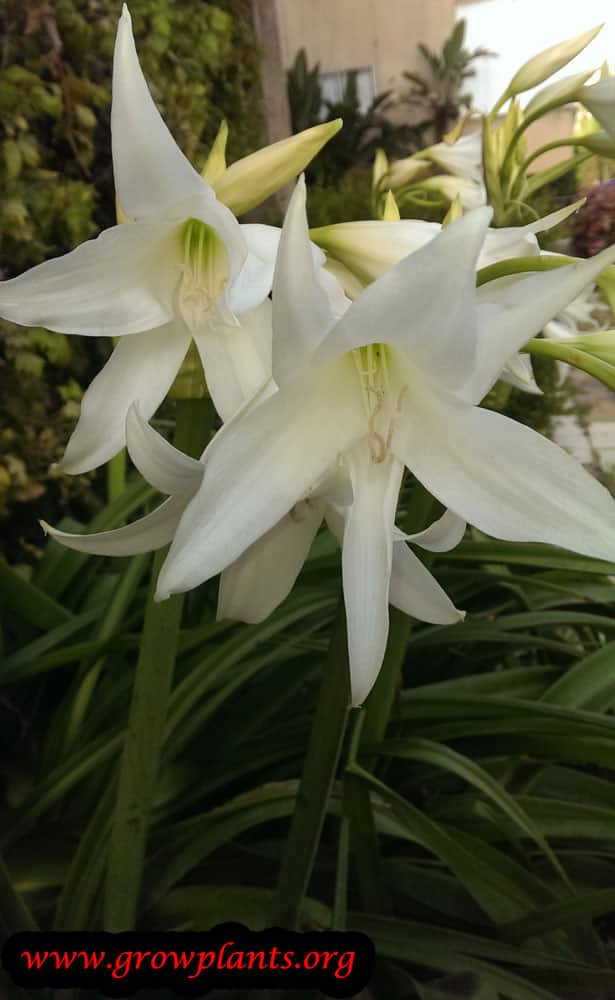 Crinum powellii