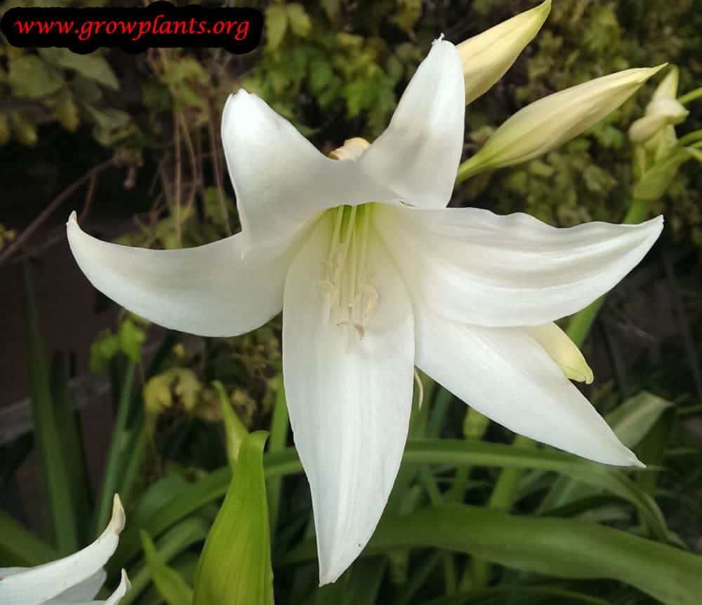 Crinum powellii flowers