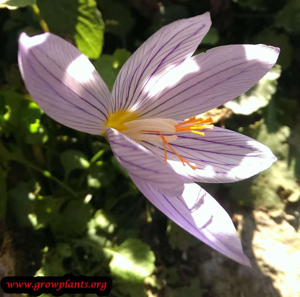 Crocus vernus