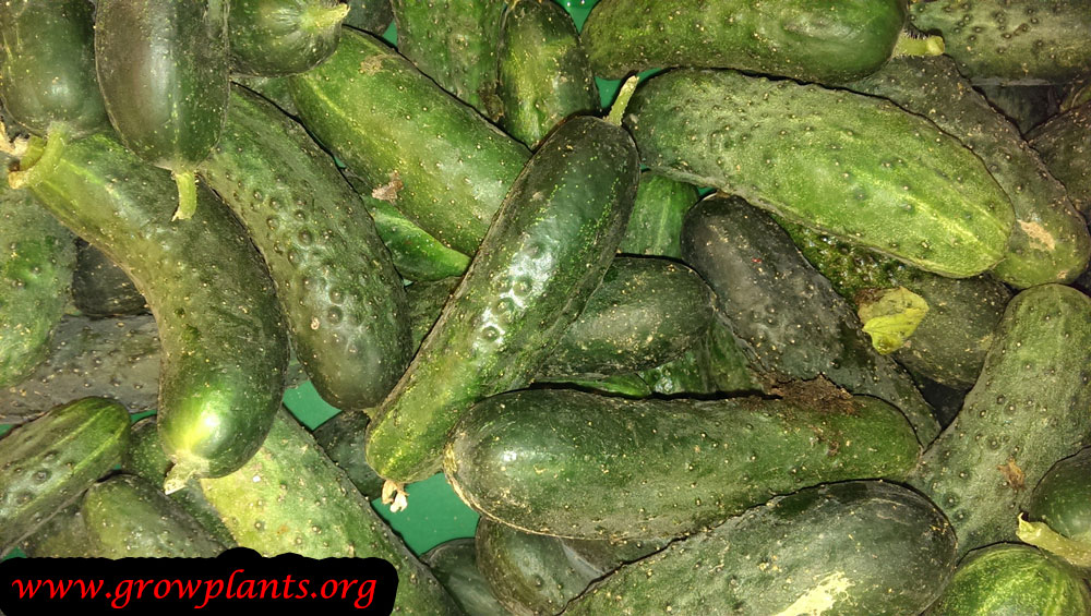 Harvesting Cucumber