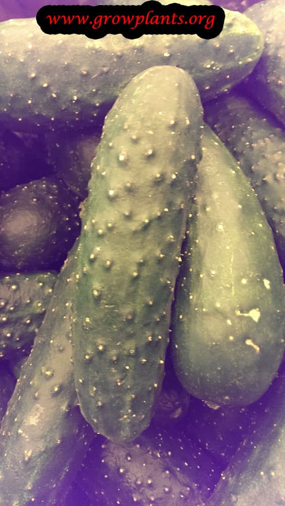 Cucumber plant