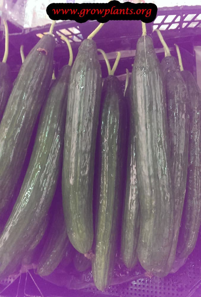 Cucumber plant care