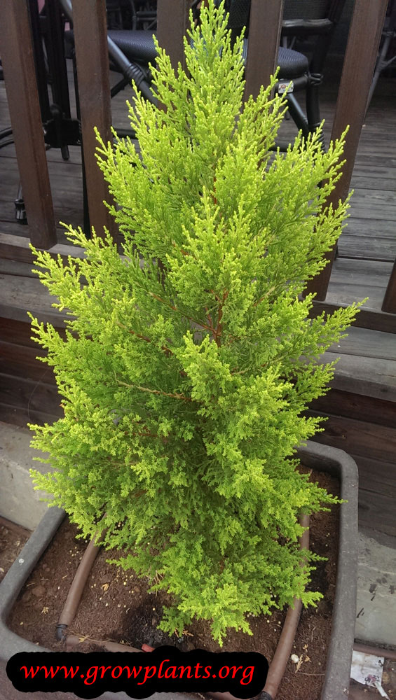 Cupressus macrocarpa Goldcrest How to grow & care