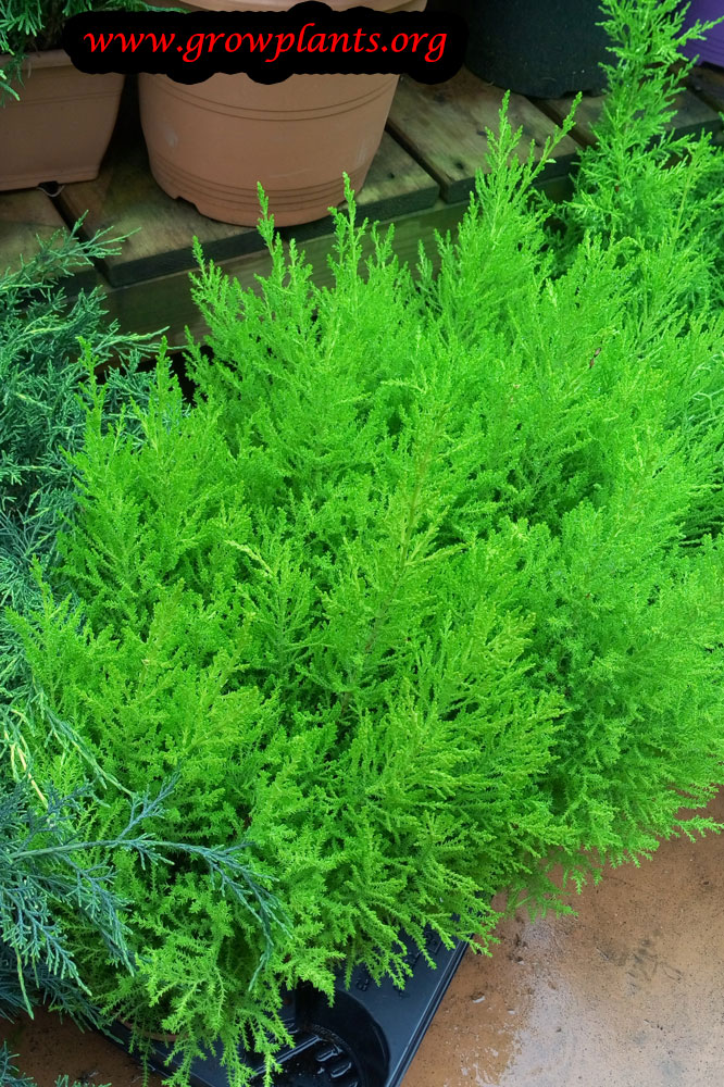 Cupressus macrocarpa Goldcrest How to grow &amp; care