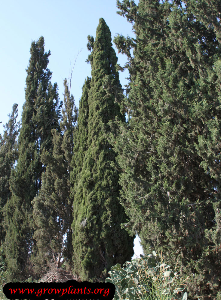 Cupressus sempervirens How to grow & care