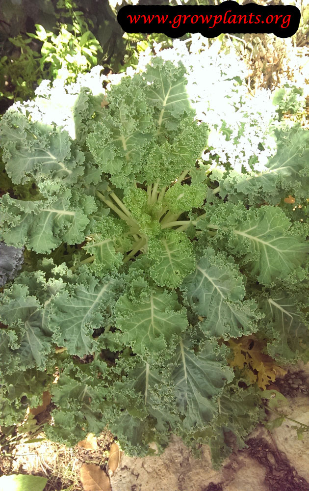 Curly Kale - How to grow & care
