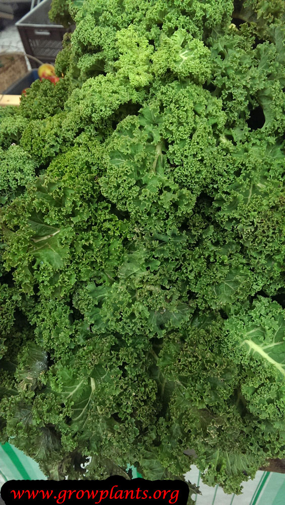 Curly Kale plant