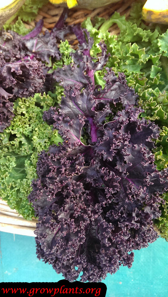 harvest Curly Kale plant