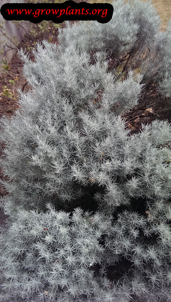 Curry plant How to grow & care