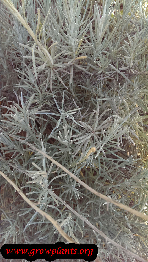 Curry plant - How to grow & care