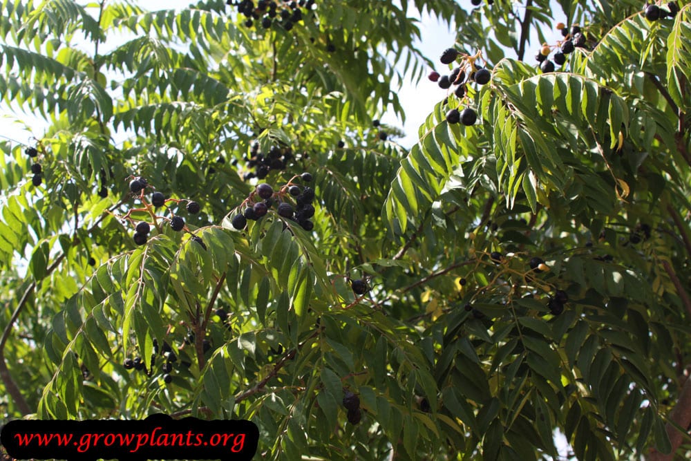 Curry tree - How to grow & care