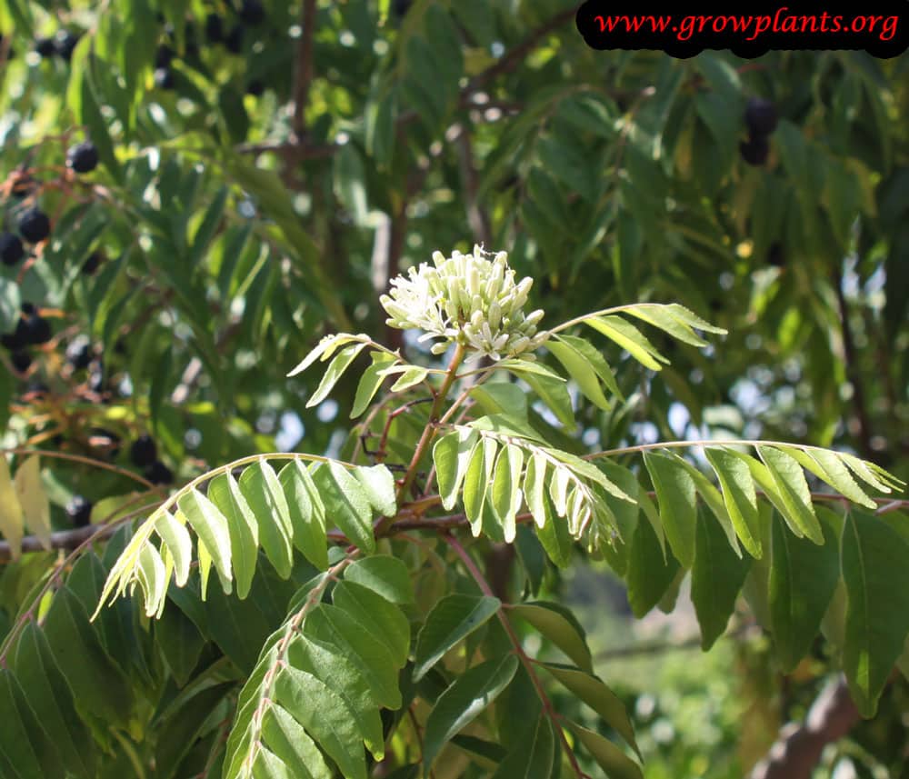 Curry tree flower