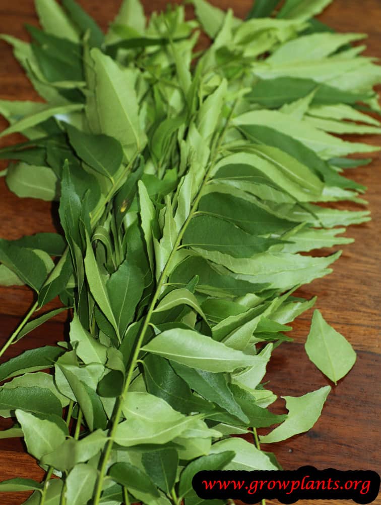 Harvest Curry tree leaves